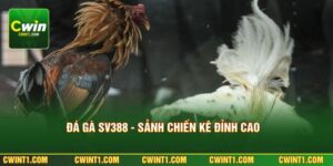 Đá Gà SV388 - Sảnh Chiến Kê Đỉnh Cao Đáng Trải Nghiệm 2026
